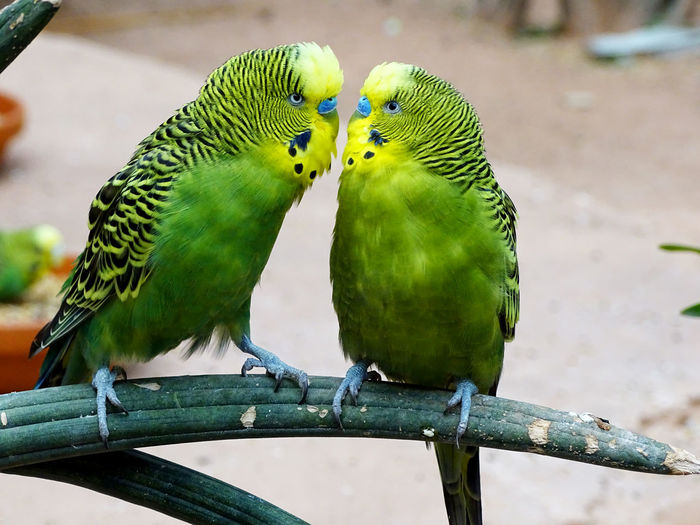 High angle view of budgerigar birds perching on branch