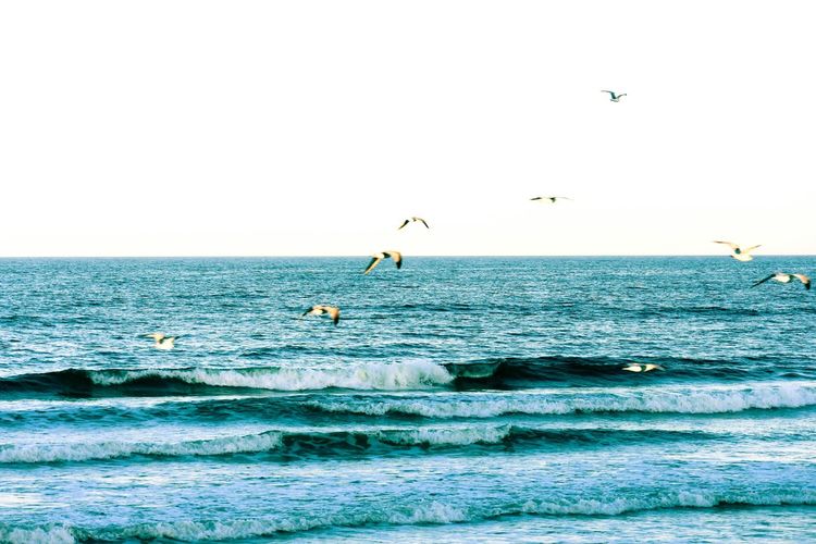 View of birds flying over sea against sky