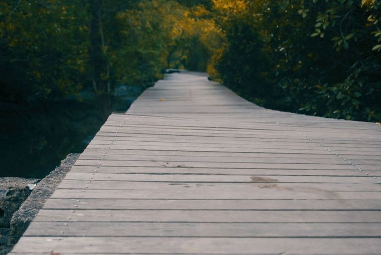 View of empty footpath in forest