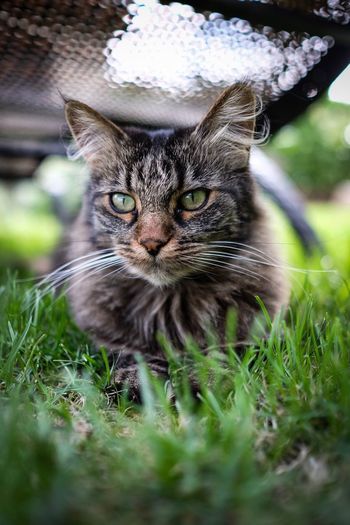 Portrait of cat