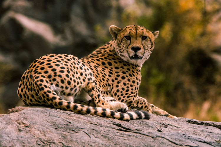 Leopard on rock