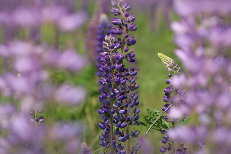 Close-up of purple flowering plants on field