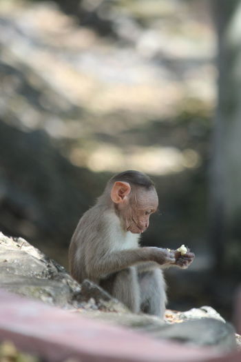 Close-up of baby monkey