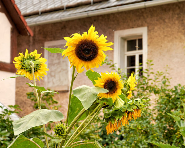 Close-up of yellow flowering plant against building