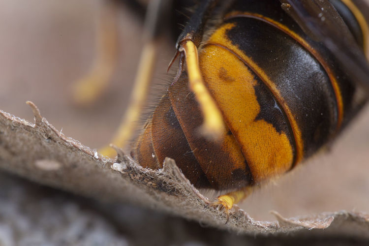Real vespa velutina or assian wasp macro
