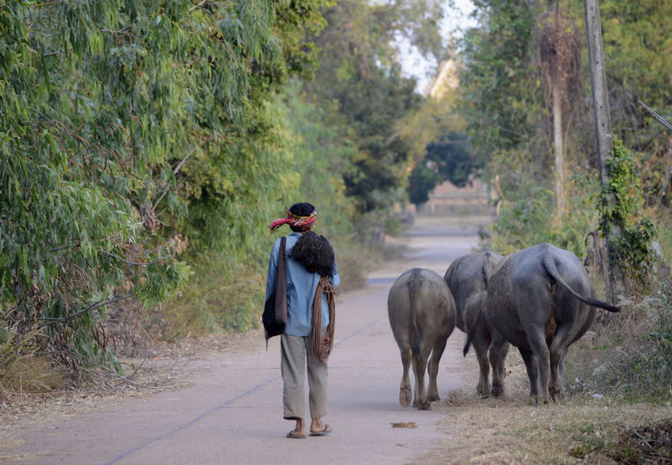 Rear view of herder walking with buffalos on road