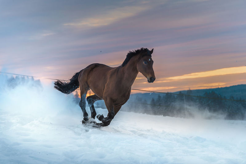 Horse running on snow covered field during sunset