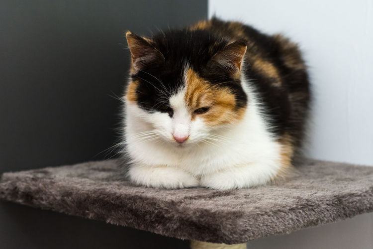 Close-up of cat