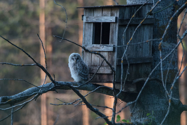 Brave young ural owl, strix uralensis, sitting on a birch tree branch outside nest box 