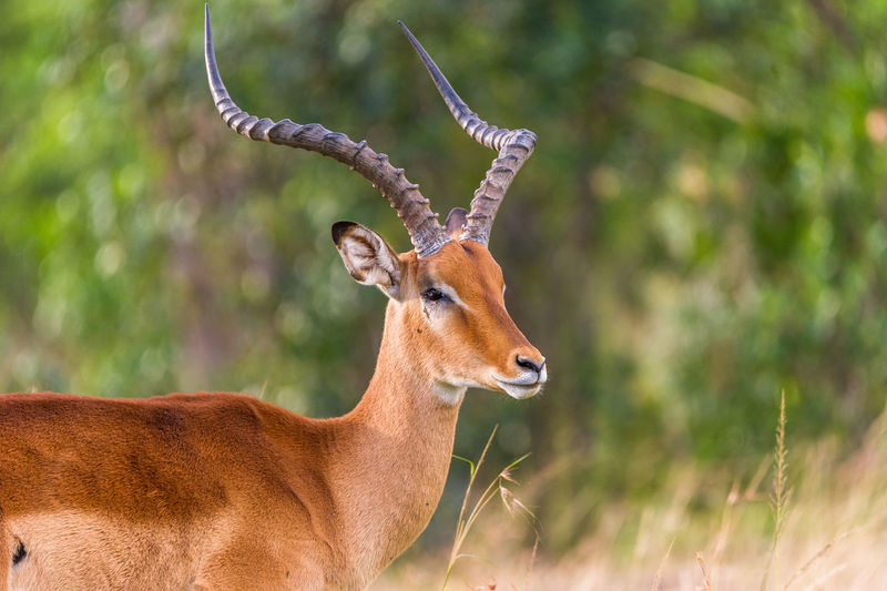 Close-up of impala looking away