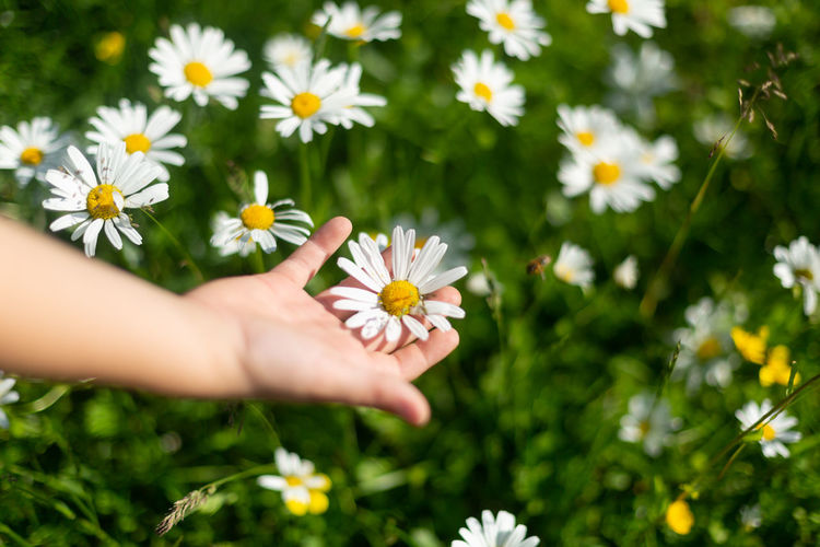 Cropped hand of woman holding white daisy flowers