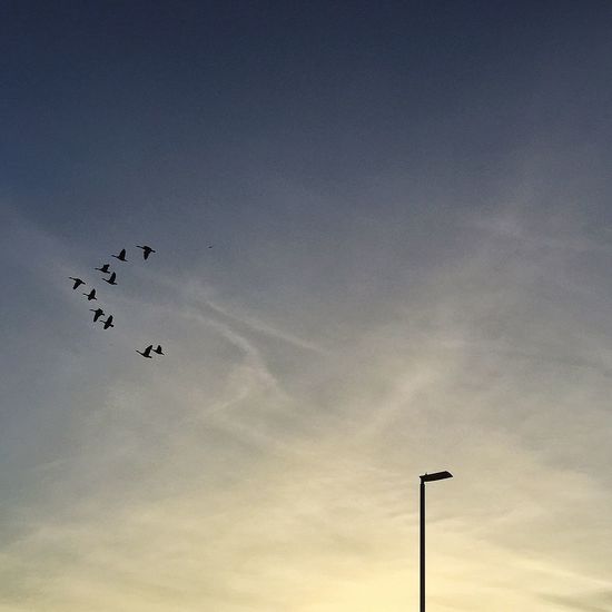 Low angle view of street light against sky