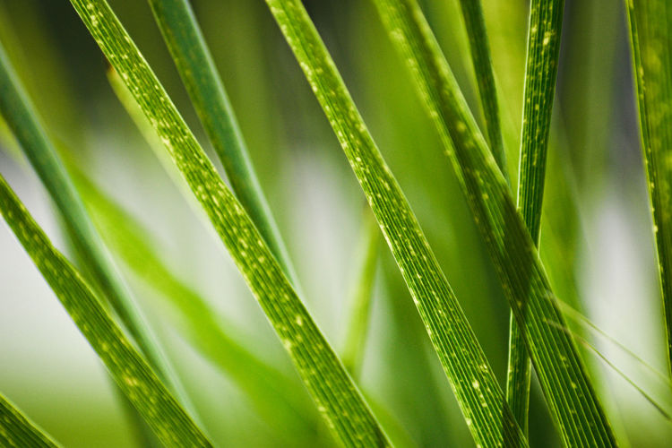Close-up of green palm leaf creating pattern in nature with leading lines minimalist background 
