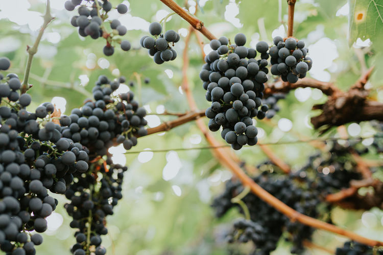 Grapes growing on tree