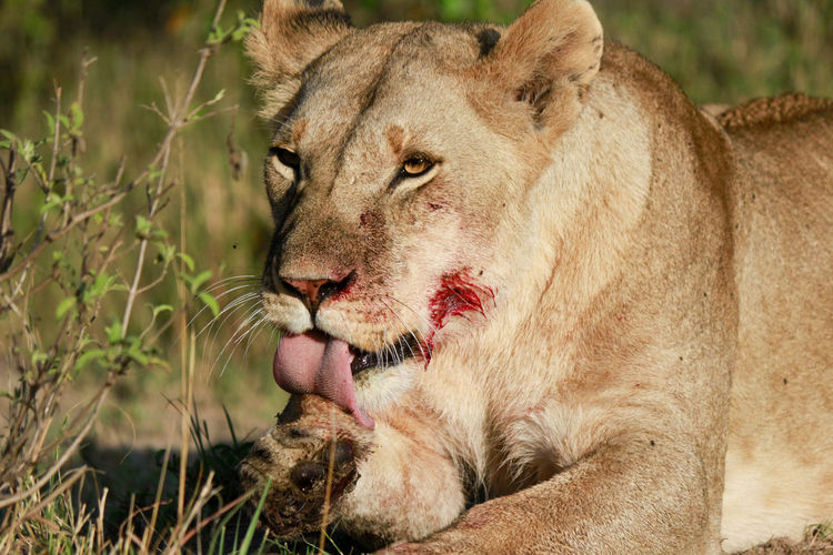 Close-up of a relaxed lioness