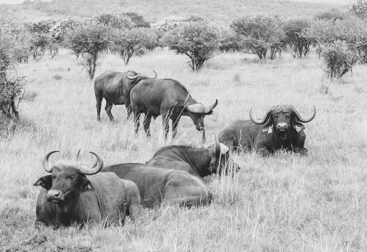 African buffaloes relaxing on grassy field