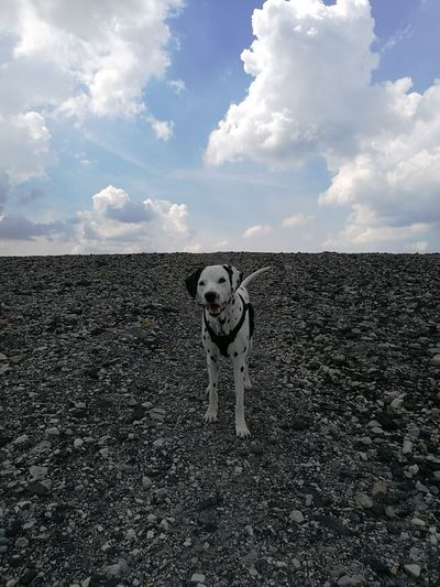 Dalmatian dog standing against sky