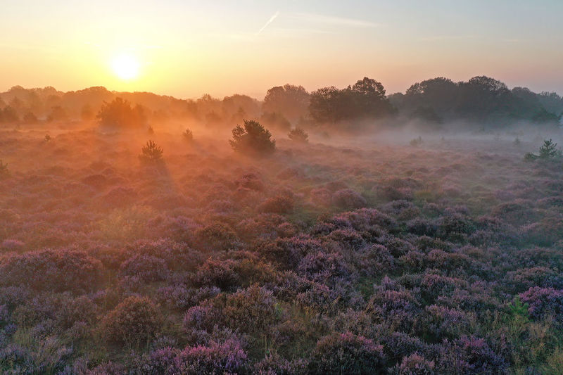 Aerial from a beautiful sunrise in national park de hoge veluwe in the netherlands