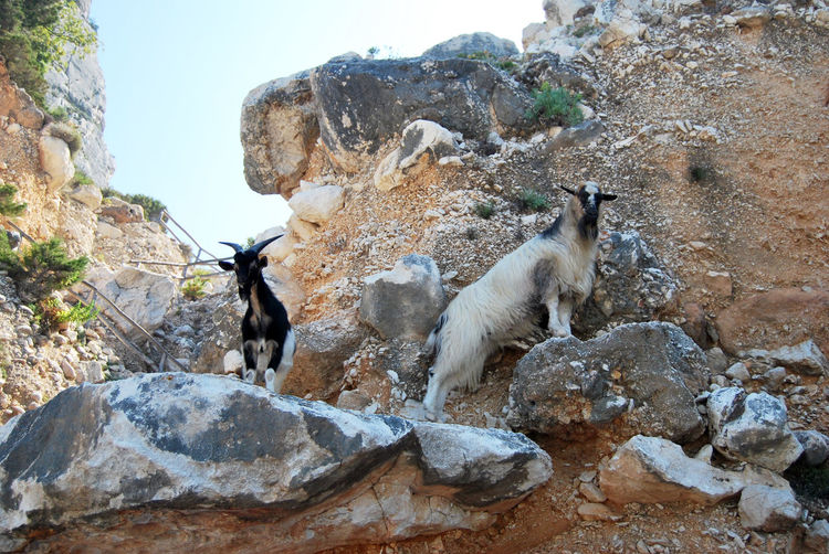 View of two goats on the rocks