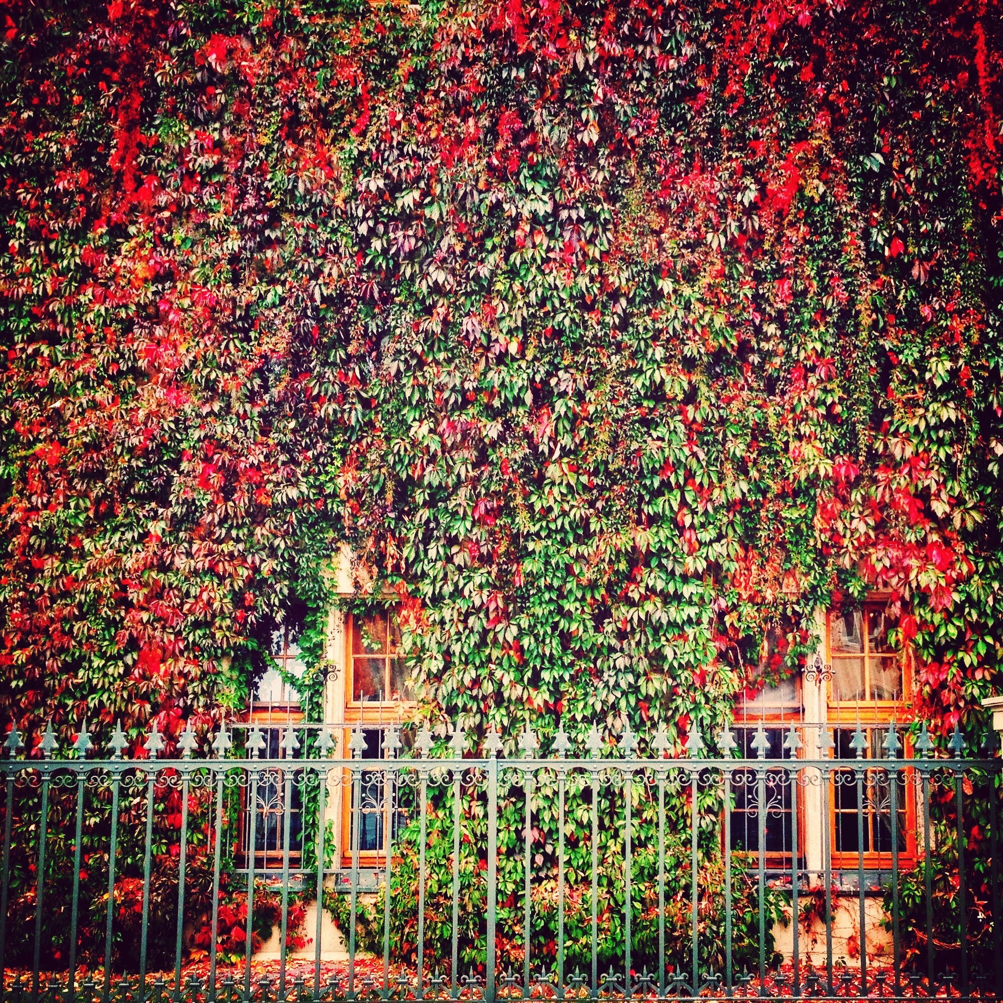 building exterior, architecture, built structure, growth, house, tree, red, window, plant, residential structure, branch, residential building, nature, season, autumn, ivy, outdoors, beauty in nature, flower, no people
