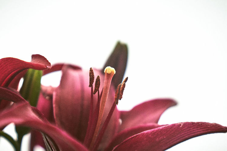 Close-up of purple lily