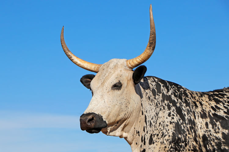 Close-up of cow against clear blue sky