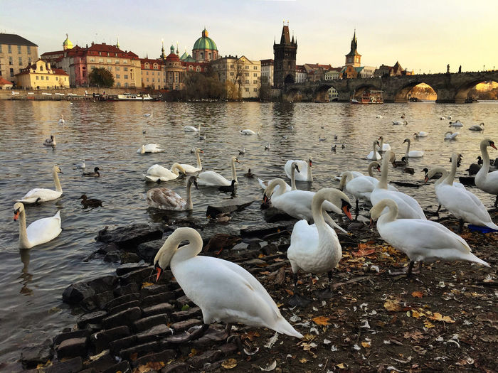Swans on river against sky