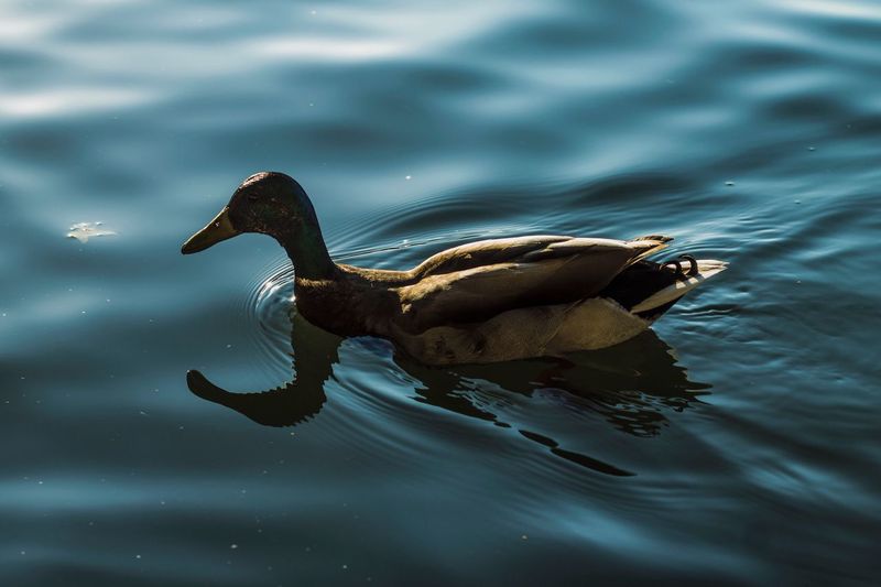 High angle view of male mallard duck swimming in lake