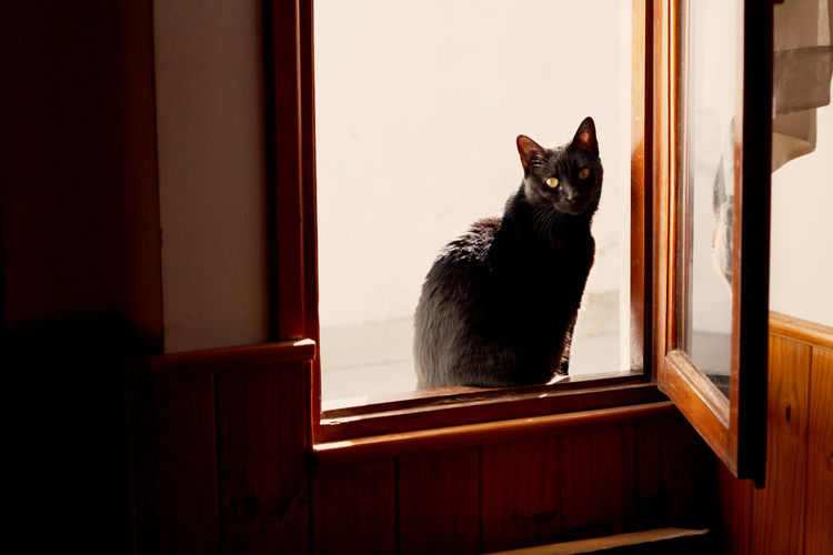 Cat sitting on window sill at home