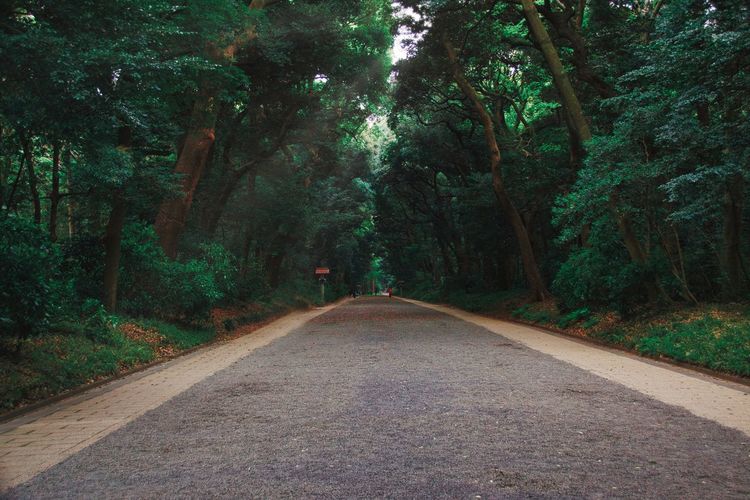 Road amidst trees in forest