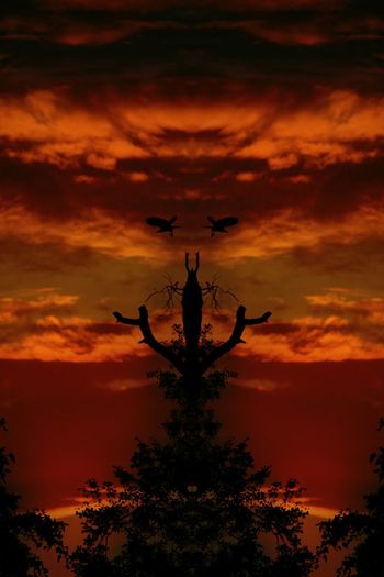 Silhouette of trees against dramatic sky