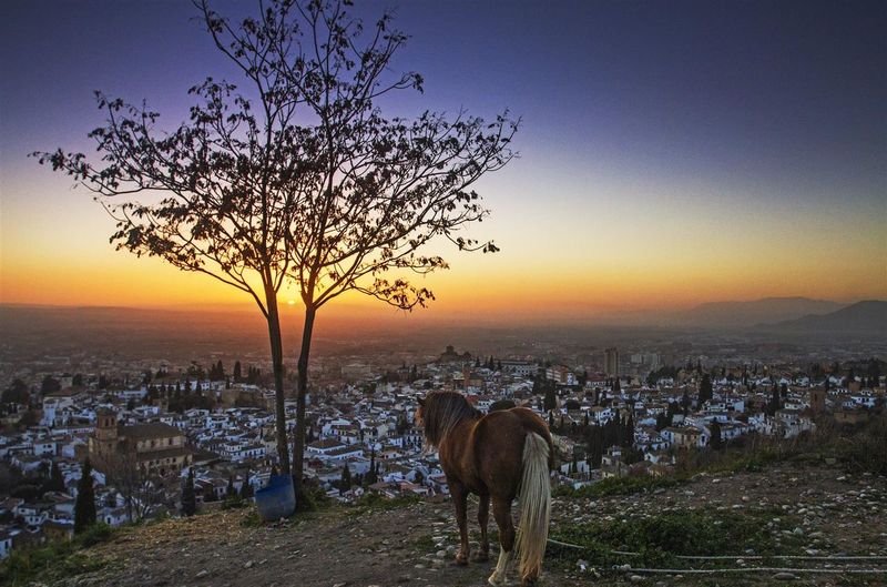 Horse standing on cliff against cityscape during sunset