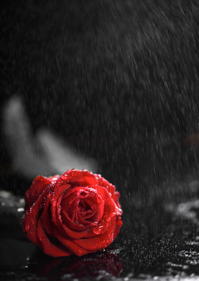 Close-up of red rose on surface in rainy season