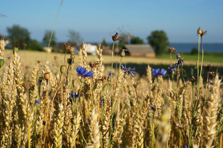 Grain rye plants on field farming agriculture corn