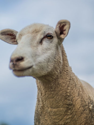 Close-up of a sheep against sky