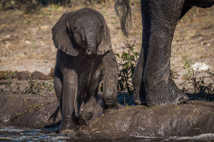 Elephant calf and its mother at waterhole