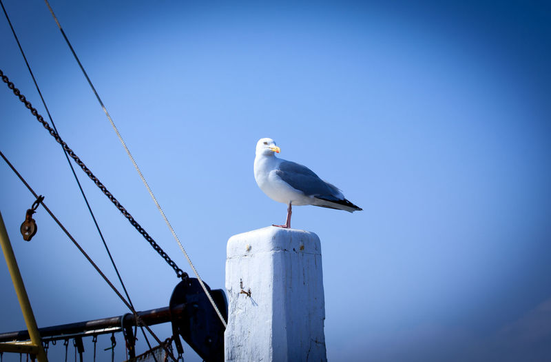 Low angle view of seagull perching on pole against clear blue sky