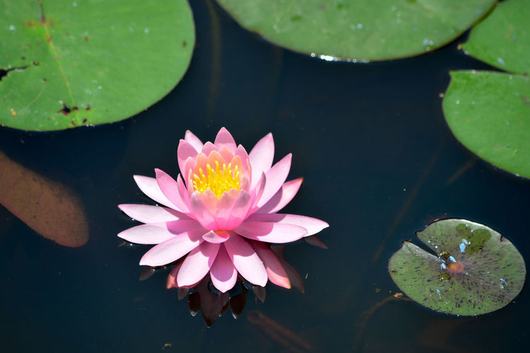 Pink ninfeia water lily in pond