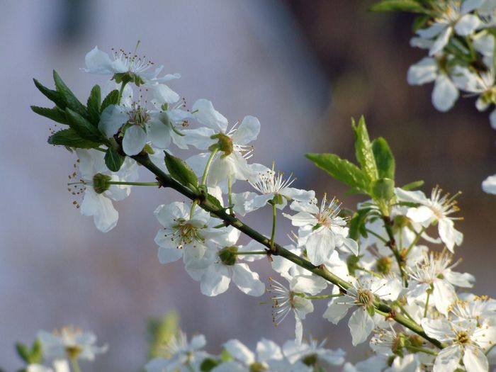 Close-up of white cherry blossom tree