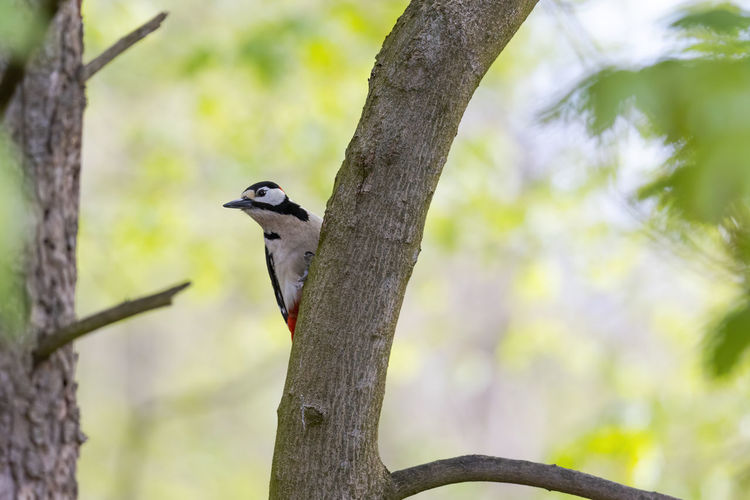 A spotted woodpecker sits on a tree
