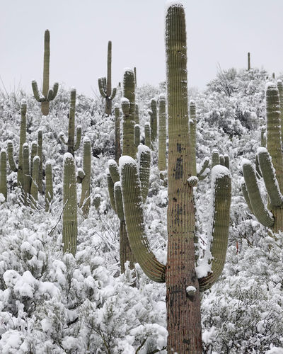 Close-up of snow covered field of saguaro cacti 