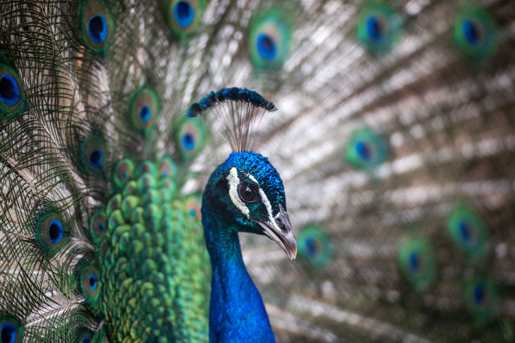 Peacock portrait