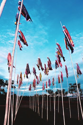 Kite flying festival