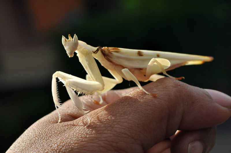 Close-up of white praying mantis