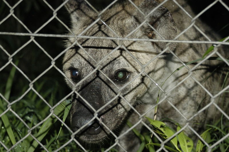Portrait of cat in cage seen through chainlink fence in zoo