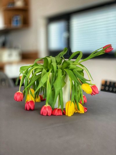 Close-up of multi colored tulips on table at home