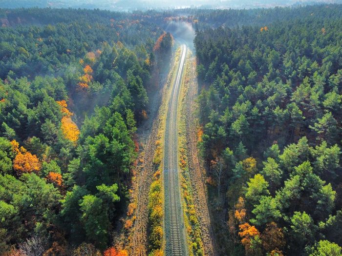 Autumn forest - drone shot