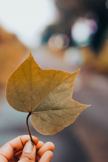 Close-up of woman hand holding leaf