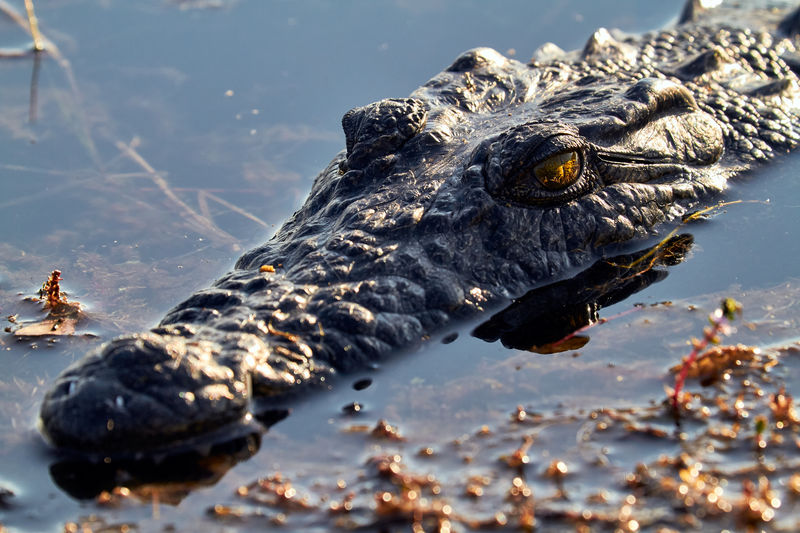 Crocodile in the okavango delta 