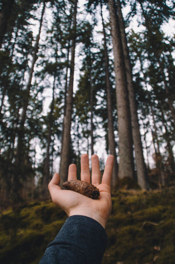 Cropped hand holding pine cone against trees in forest